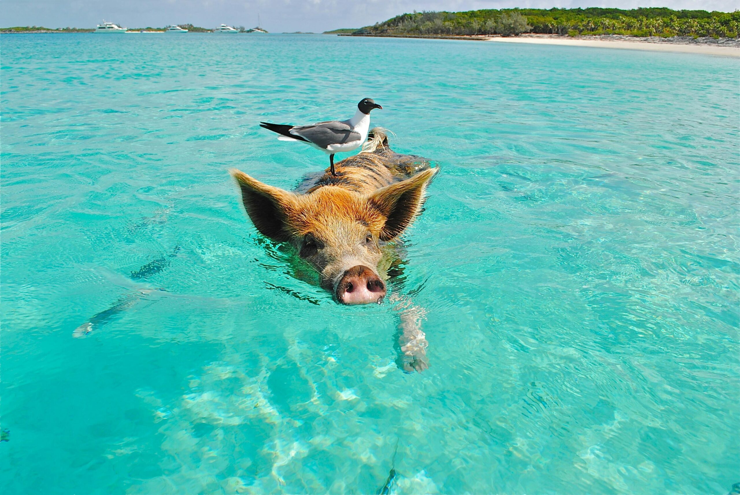 White and Gray Bird on the Bag of Brown and Black Pig Swimming on the Beach during Daytime